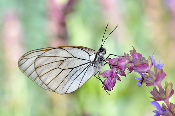 in habitat naturale (aporia crataegi) - black veined white butterfly foto e immagini stock