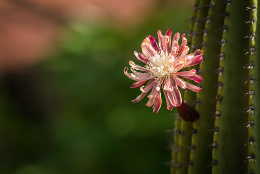 Pink and red flower on green cactus
