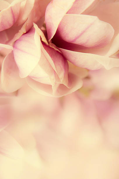 istock Pink magnolia flower 564584626