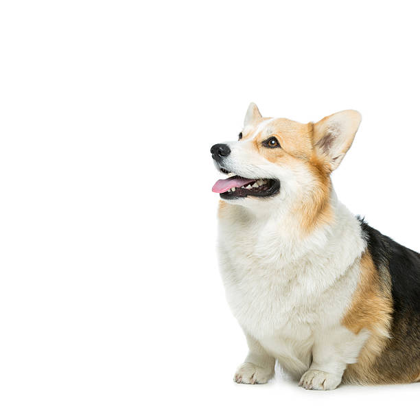 istock Beautiful welsh corgi dog 564585320