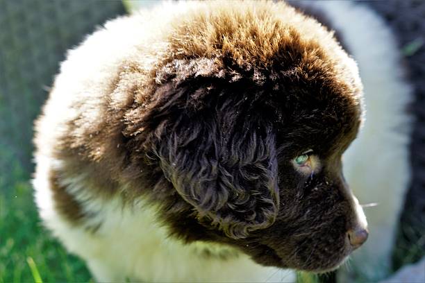 istock Newfoundland - Newfie Puppy 564588164
