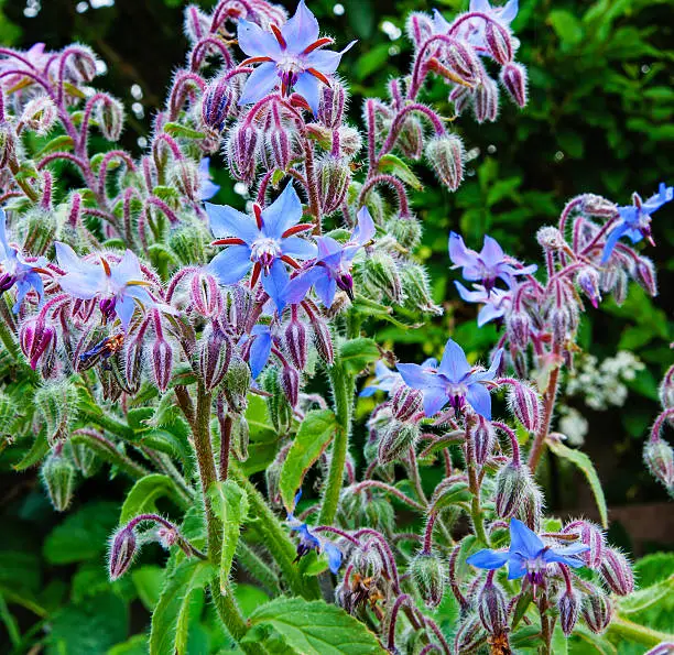 Borage plant / herb (Borago officinalis) in sunlight in full beautiful blue flowers, ideas for brightening up garden - square composition.