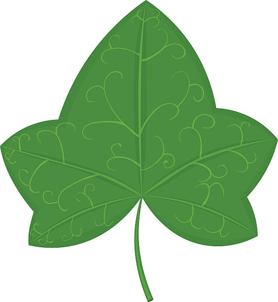 illustrations, cliparts, dessins animés et icônes de illustration de vecteur feuille de lierre vert isolée sur fond blanc - ivy leaf