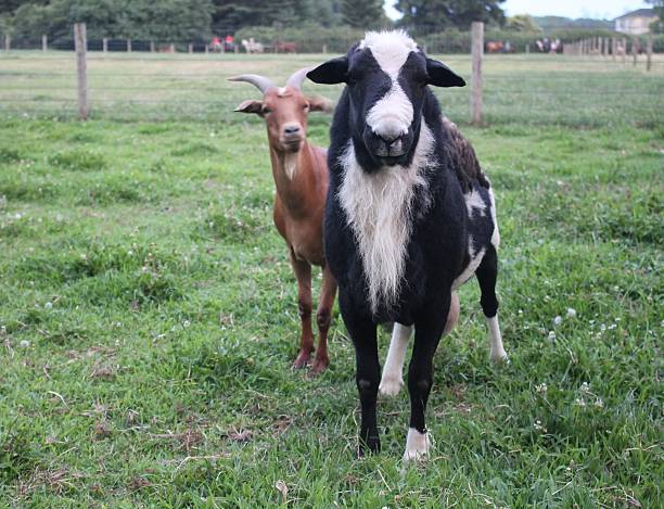 istock pair of goats 564589390