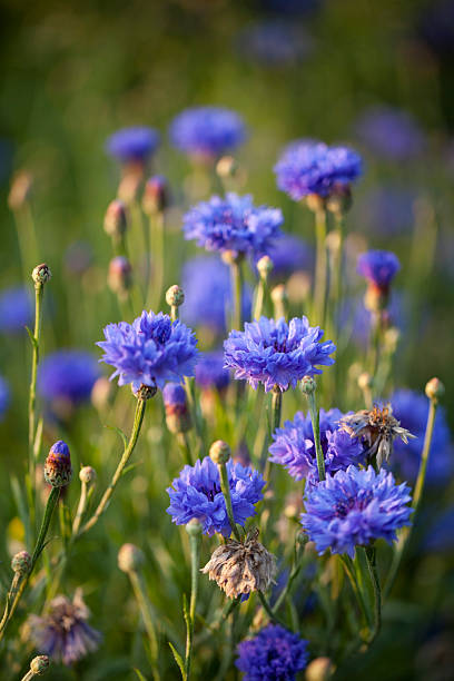 Cornflower Cornflower in a summer meadow cornflower photos stock pictures, royalty-free photos & images
