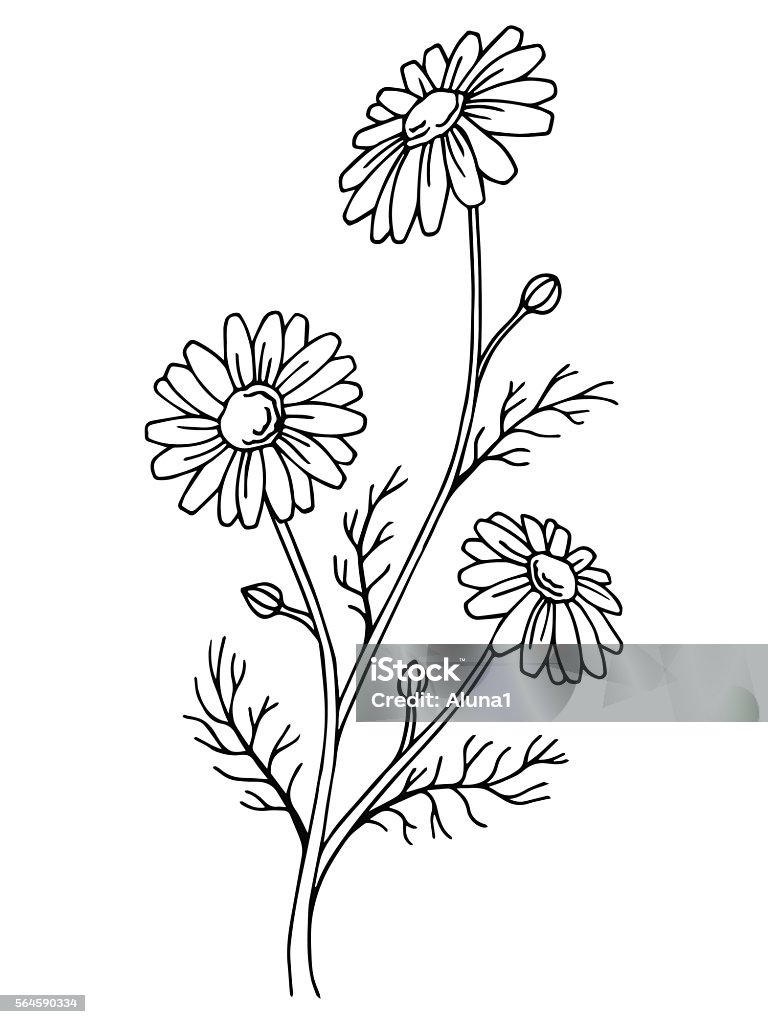 Chamomile flower graphic art black white isolated illustration vector Chamomile Plant stock vector