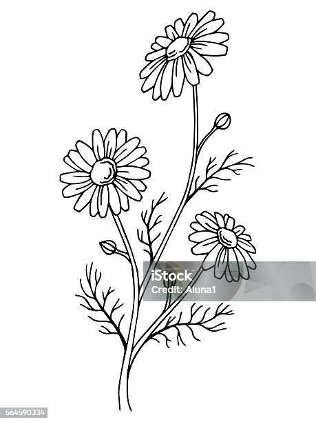 Chamomile Flower Graphic Art Black White Isolated Illustration Vector Stock Illustration - Download Image Now
