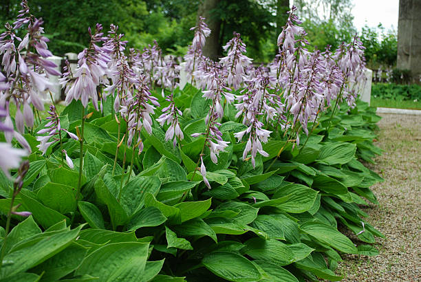 Close up of a flowering Hosta sieboldiana 'Elegans'. Close up of a flowering Hosta sieboldiana 'Elegans'. Gardening. hosta photos stock pictures, royalty-free photos & images