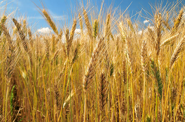 istock Field of barley 564590752