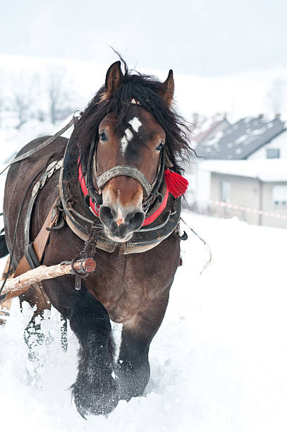 istock heavy horses in the winter 564591042