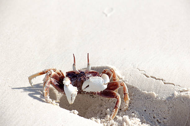istock sea crab on the beach 564591058