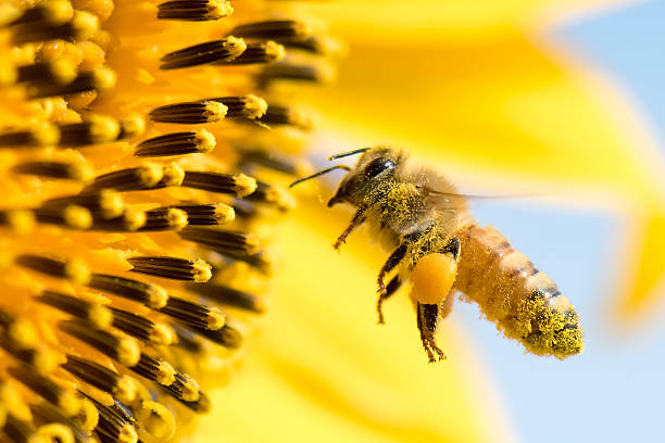 honeybee - flower pollination stock-fotos und bilder