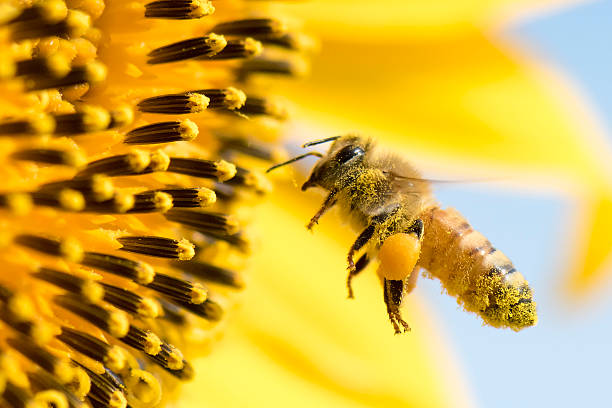Honeybee Honey Bee pollinating sunflower. single flower photos stock pictures, royalty-free photos & images