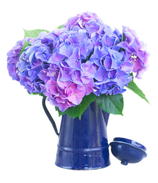 istock blue and violet hortensia flowers 564591106