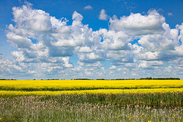 istock Yellow Canola Field With Clouds on Summer Day 564591130