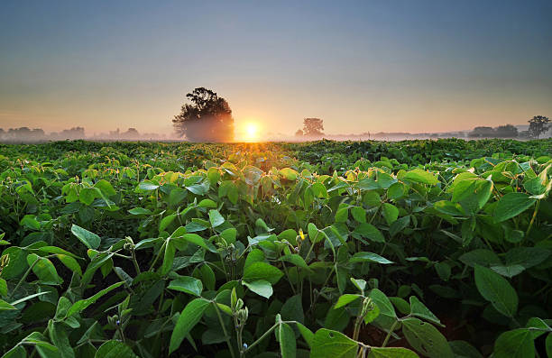 Soybean field at sunrise stock photo