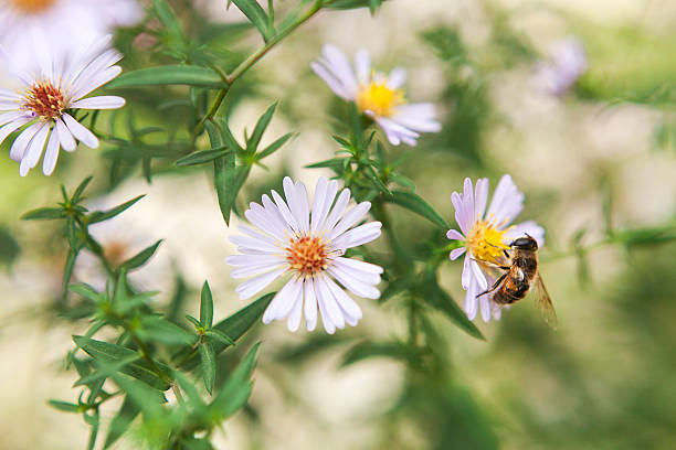 istock The bumblebee sitting on daisies. 564592316