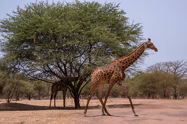 Giraffe in the reserve of Bandia, south of Senegal