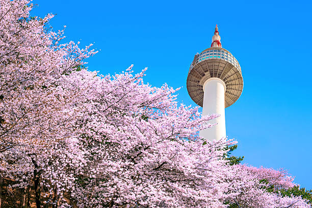 seoul tower and pink cherry blossom, sakura season in spring, - letter n fotos imagens e fotografias de stock