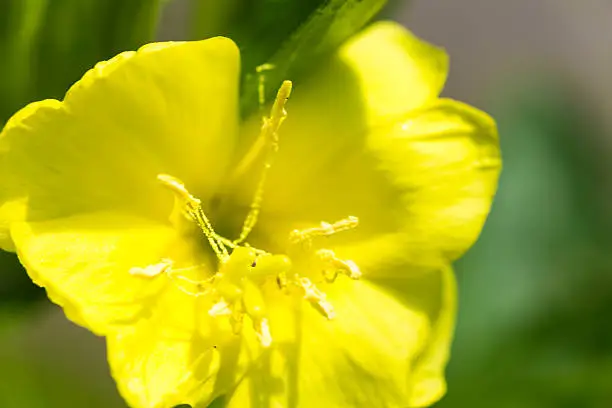 yellow,flower,