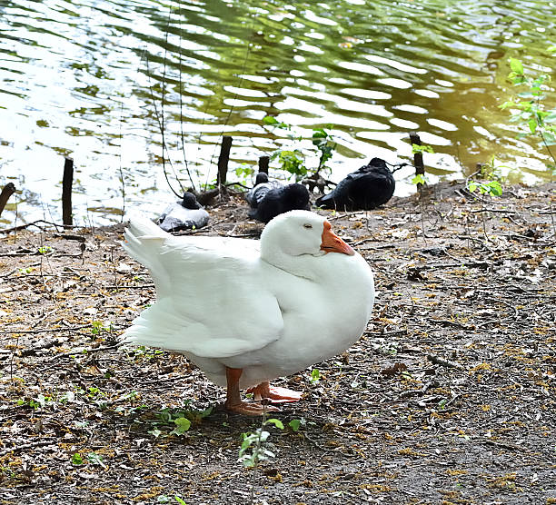istock White goose resting on riverbank 564595106
