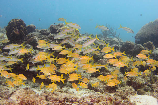 Caribbean Underwater9 stock photo