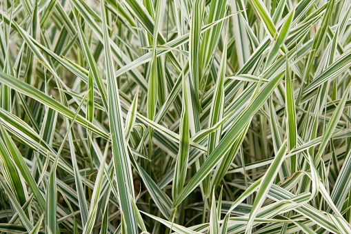 Ribbon grass - Phalaris arundinacea 