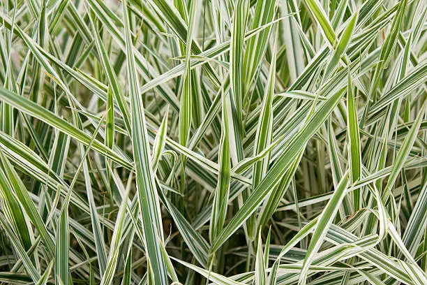 Ribbon grass - Phalaris arundinacea "Picta"Ribbon grass - Phalaris arundinacea "Picta"
