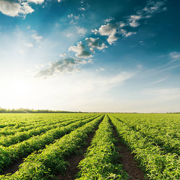 istock deep blue sky on sunset and field with green tomatoes 564597152