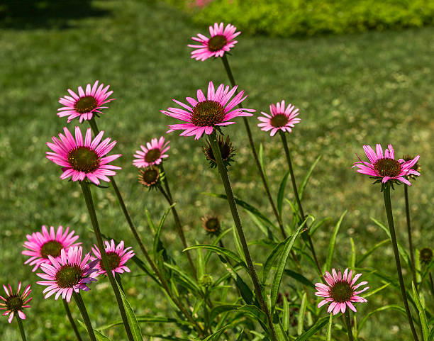 Flower garden stock photo