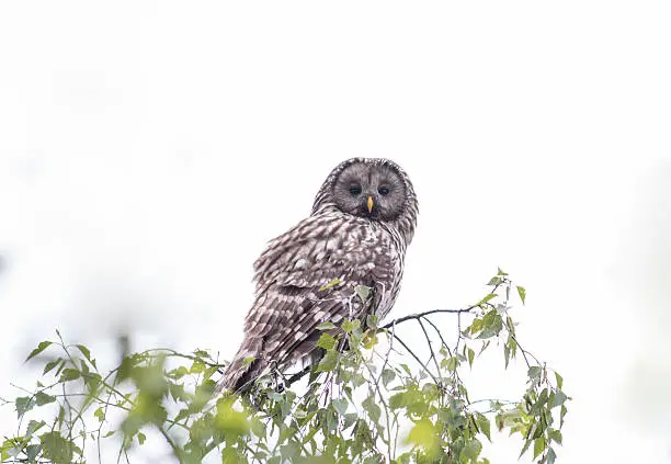 Photo of Ural Owl (Strix uralensis)