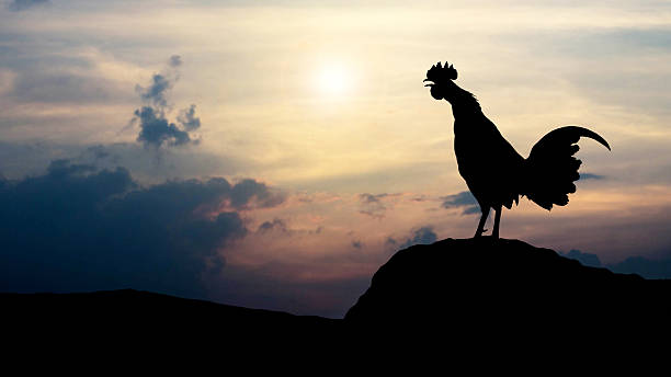 istock Silhouettes rooster crows in the morning 564597448