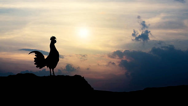 istock Silhouettes rooster crows in the morning 564597498