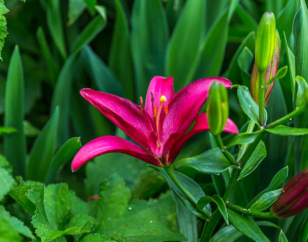 Lily Flower stock photo