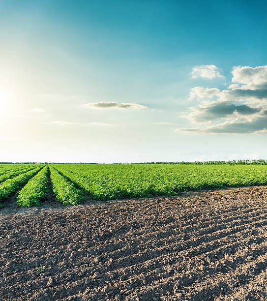 istock view to agricultural fields with tomatoes in sunset time 564597608