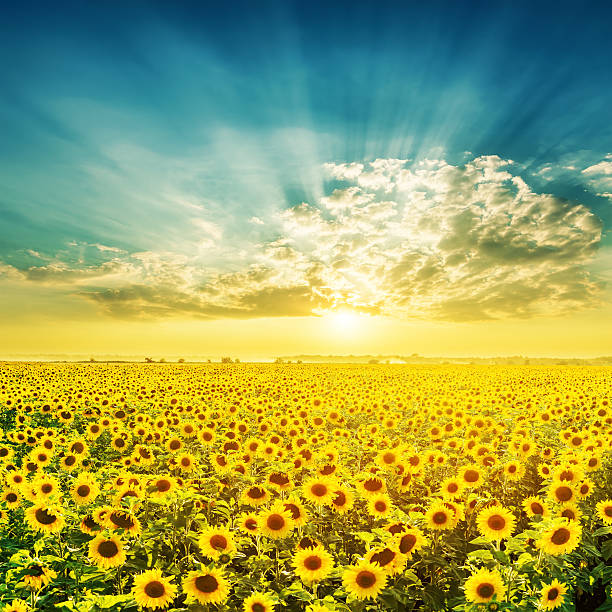 istock awesome sunset over field with sunflowers 564597784