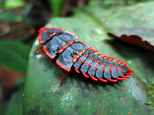 릴로바이트 딱정벌레, 보르네오, 말레이시아 - trilobite 뉴스 사진 이미지