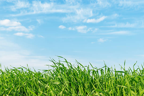 istock green grass closeup under blue cloudy sky. soft focus 564598592