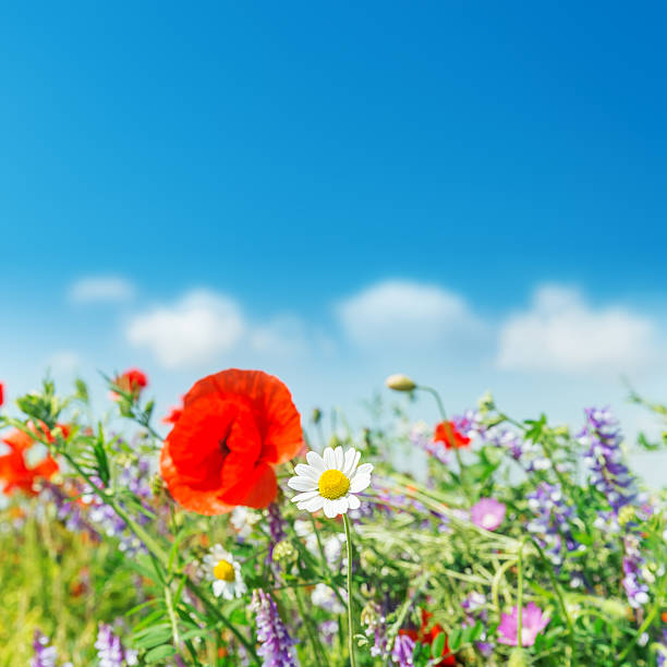 istock chamomile in field with wildflowers 564599526