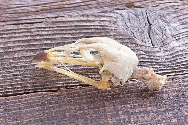 istock Bird skull on wooden background 564599658