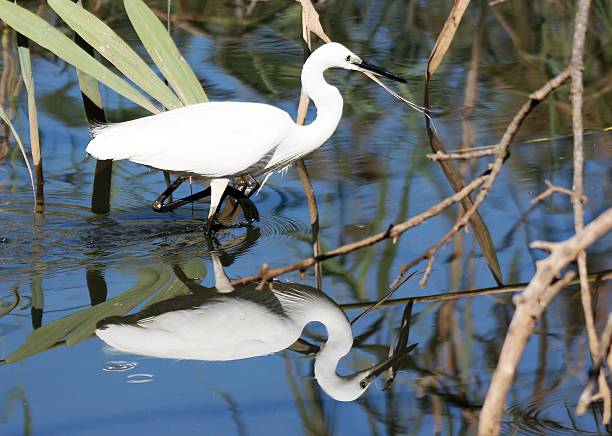 istock Little Egret - With reflection in water 564600722