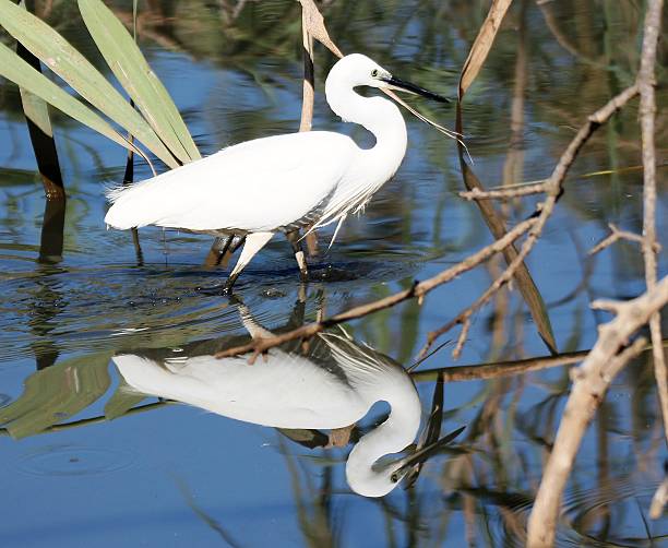 istock Little Egret - With reflection in water 564600852