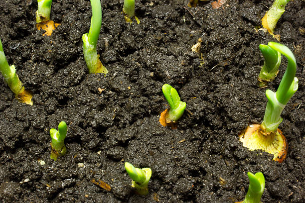 istock The little green onions from the soil 564601290