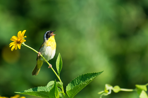 Male yellowthroat singing on wildflower in a field