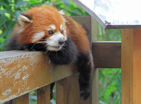 Red panda in park of Chengdu, China