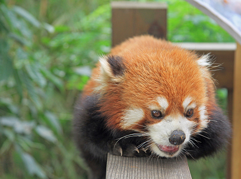 Red panda in park of Chengdu, China