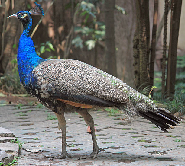 Peafowl is a common name for two bird species of the genus Pavo and one species of the closely related genus Afropavo within the tribe Pavonini of the family Phasianidae.