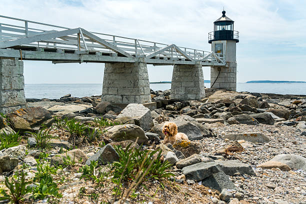 puppy plays at beach lighhouse - maine marshall point lighthouse port clyde lighthouse imagens e fotografias de stock