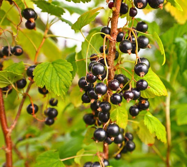 istock black currant on a branch in garden 564603446