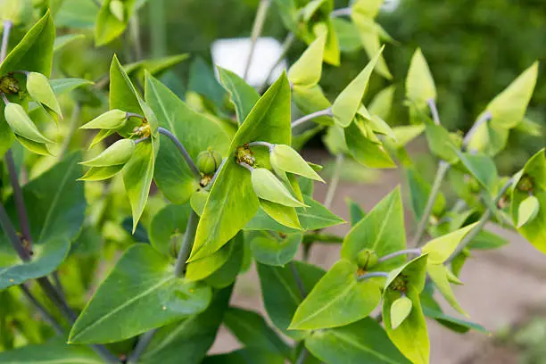 Caper spurge (Euphorbia lathyris), close-upCaper spurge (Euphorbia lathyris), close-up